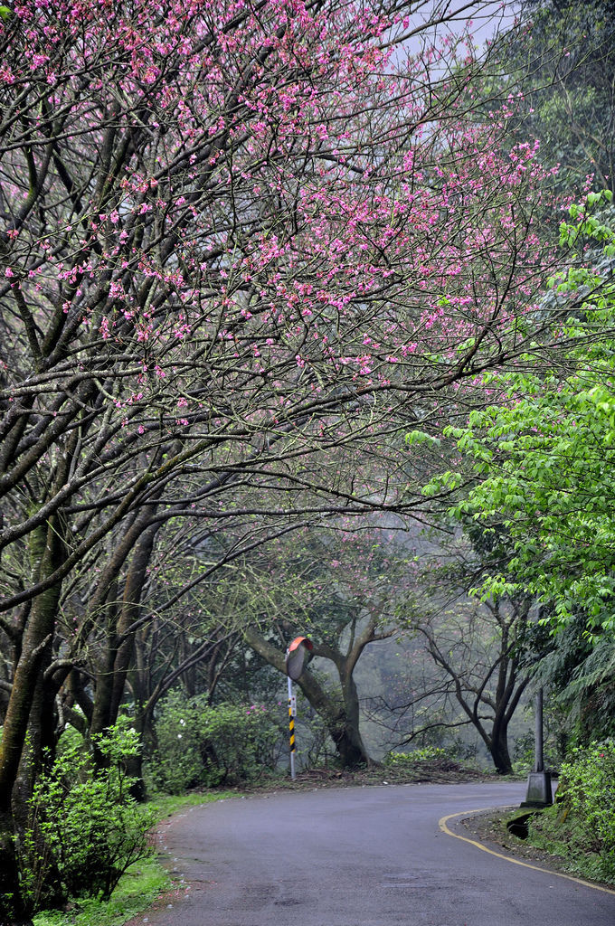 20160322茶鄉櫻花道13.JPG