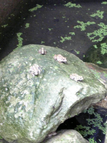 水塘裡的青蛙