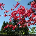 中橫 梨山 掌葉楓 鮮紅01