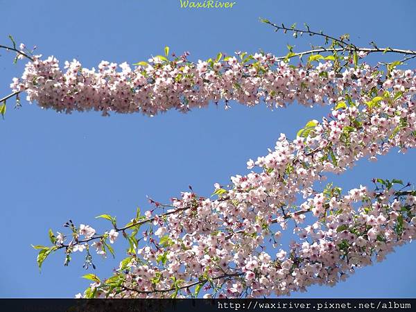 中橫 梨山 櫻花大賞02