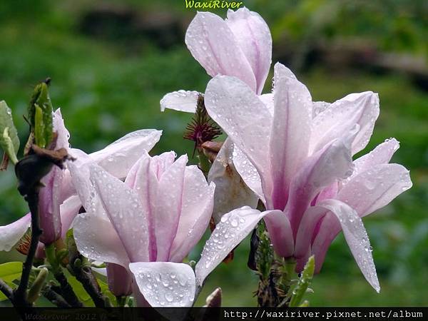 阿里山 木蘭花