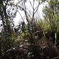 DSC09090_調整大小.JPG