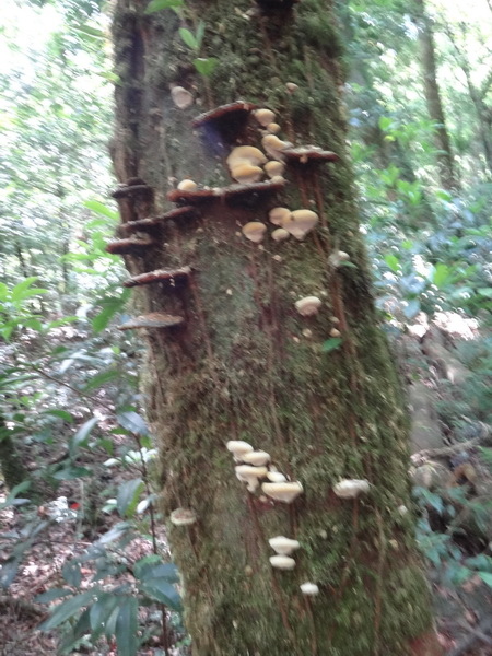 DSC03233_調整大小.JPG