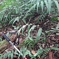 DSC03858_調整大小.JPG