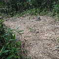 DSC03871_調整大小.JPG