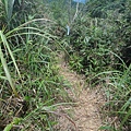 DSC03881_調整大小.JPG