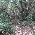 DSC03884_調整大小.JPG