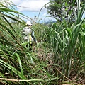 DSC04421_調整大小.JPG