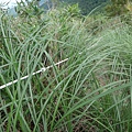 DSC04424_調整大小.JPG