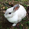 螢光白兔
