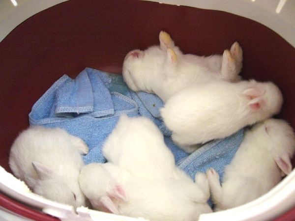徐君怡家剛出生的6隻兔寶寶