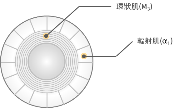 眼睛調節與常用藥物