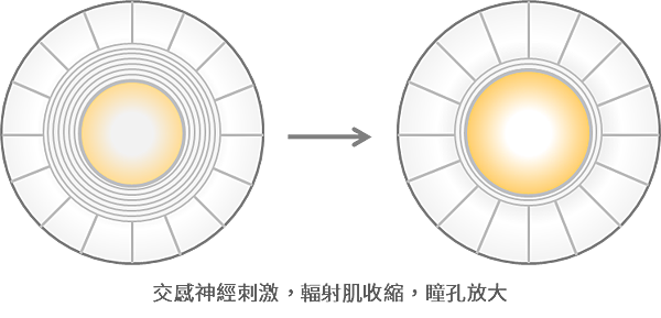 瞳孔調節