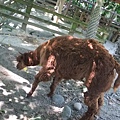 20120901木柵動物園