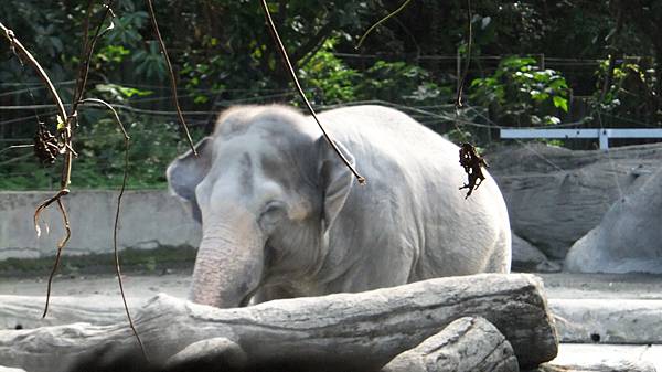 20120901木柵動物園