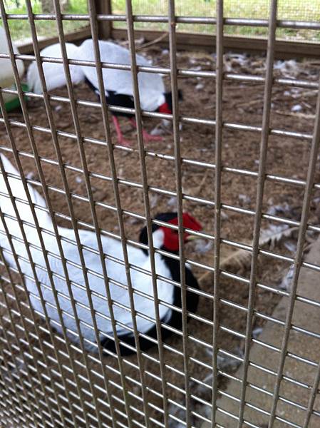 有養寵物 - 複製 - 複製.JPG