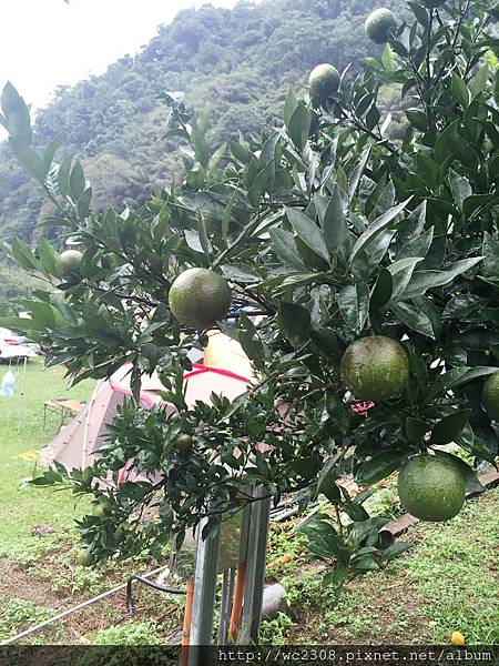 IMG_0820.JPG IMG_0820.JPG