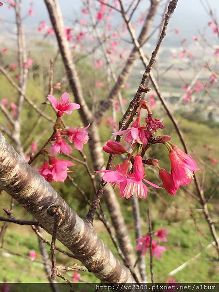 IMG_4231.JPG IMG_4231.JPG