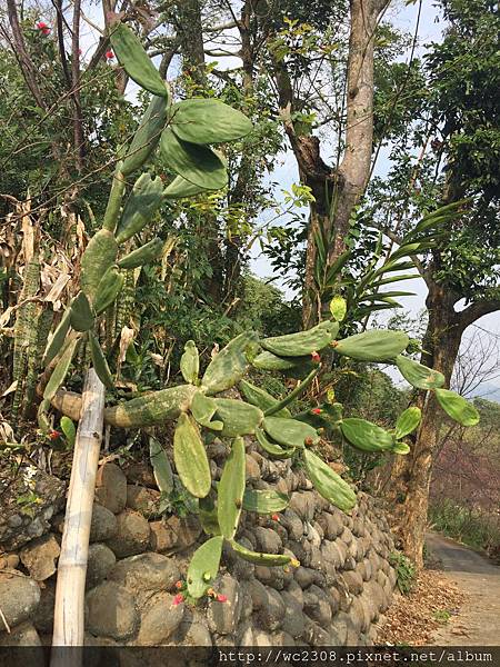 IMG_4150.JPG IMG_4150.JPG