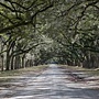 1418561_plantation_avenue_of_trees