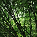 IMG_2589_大小.JPG
