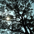 IMG_2617_大小.JPG