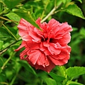 IMG_2844_大小.JPG