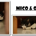 mico&oni-2.jpg