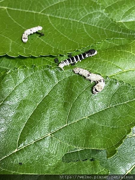 新品種黑色蠶寶寶