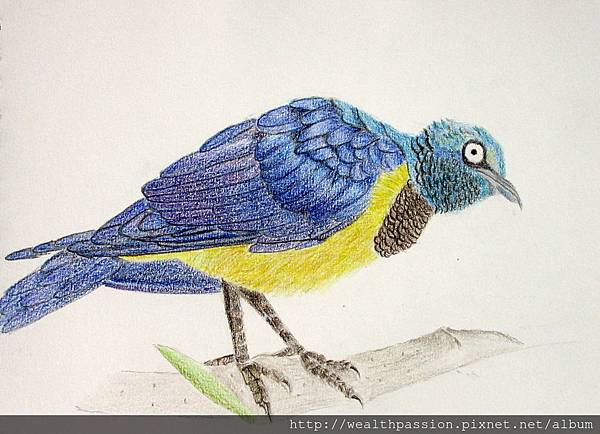 鳥(水彩色鉛筆) bird (watercolor pencils) @ 邊做邊學DIY :: 痞客邦::