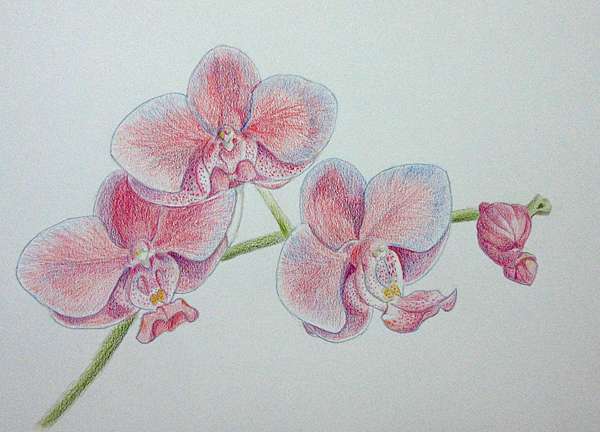 反正只能坐著 就畫些東西吧 水彩色鉛筆畫蘭花orchids With Watercolor Pencils 邊做邊學diy 痞客邦