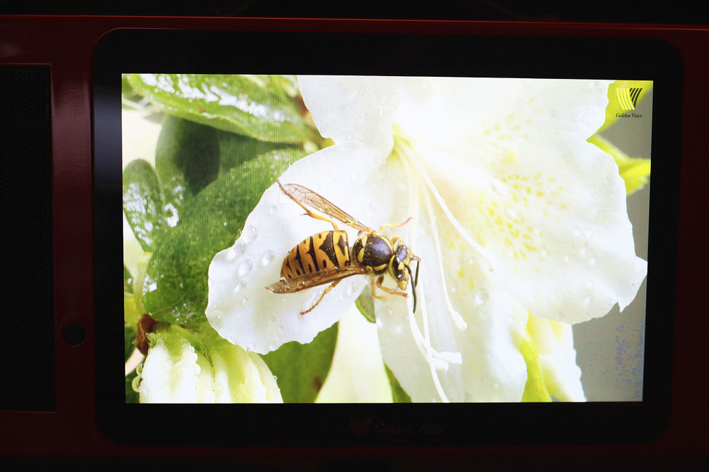 金嗓 (19).jpg 金嗓 (19).jpg