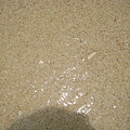有顆粒的貝殼沙