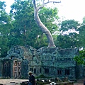 塔普倫神殿與大樹