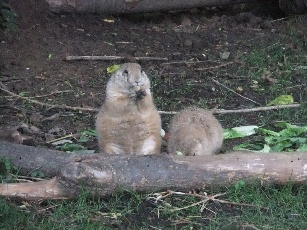 聖路易動物園