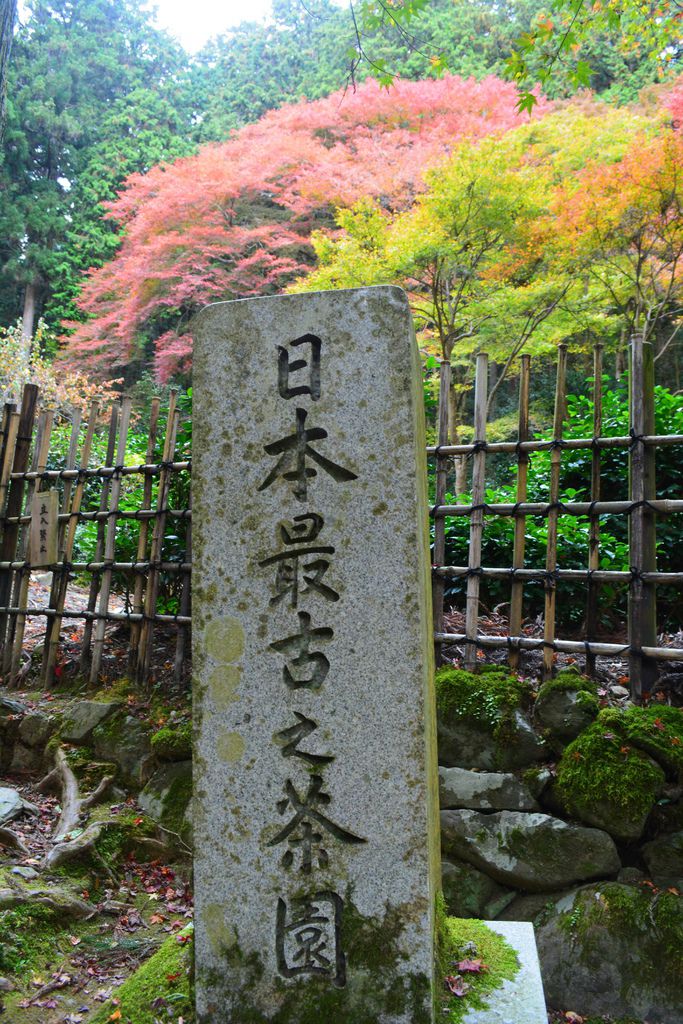 高山寺．日本最古最臭之茶園