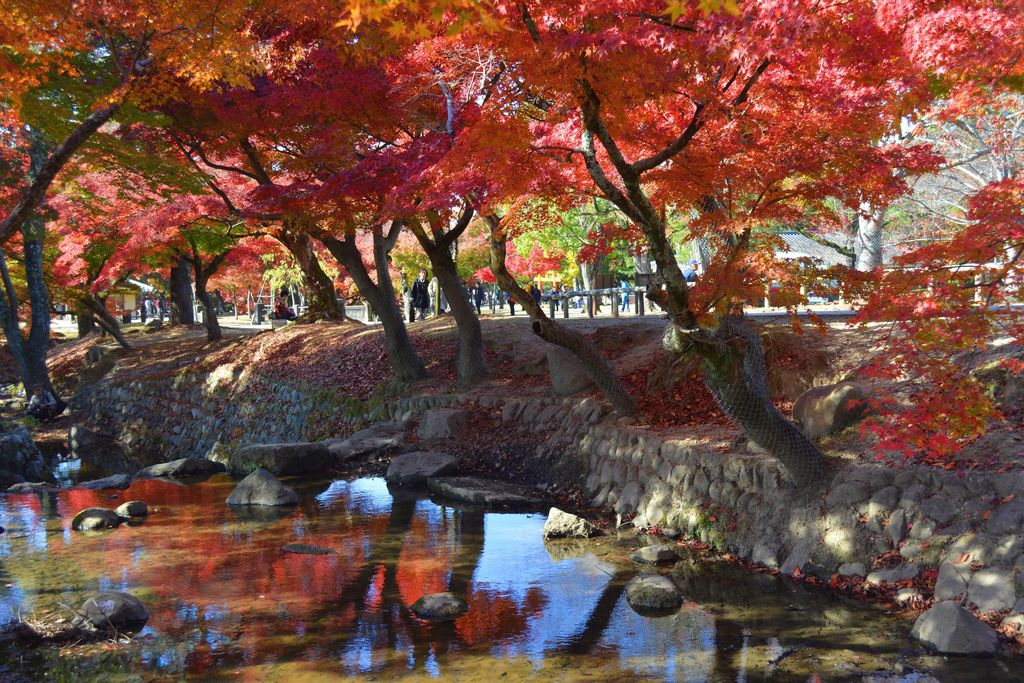 奈良公園