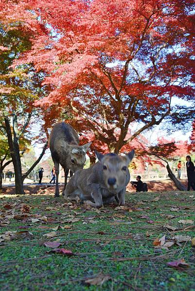 奈良公園