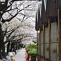 東京 隅田川 