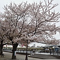 東京 隅田川 