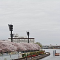 櫻花滿開的隅田川