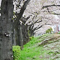 櫻花滿開的隅田川