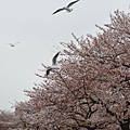 櫻花滿開的隅田川