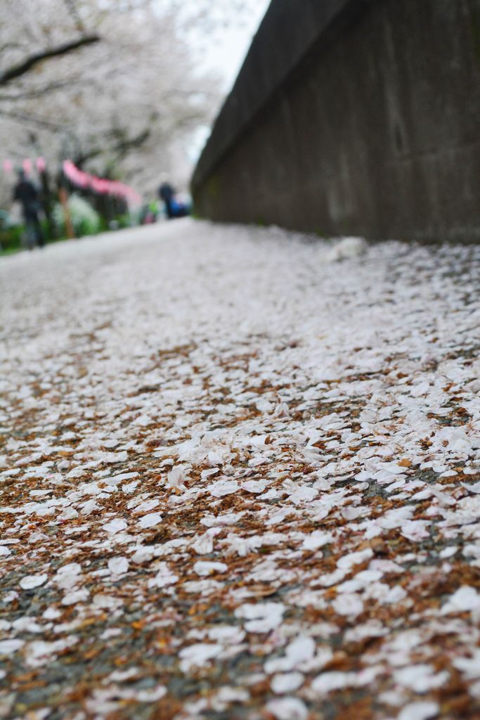 隅田川的櫻花