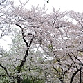 櫻花滿開的隅田川