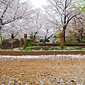 隅田公園 櫻花滿開