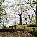 隅田公園 櫻花滿開