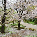 隅田公園 櫻花滿開