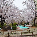 隅田公園 櫻花滿開