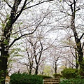 隅田公園 櫻花滿開